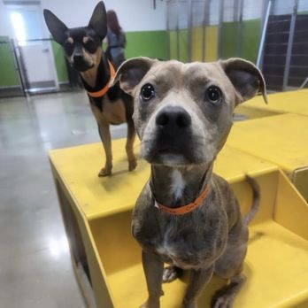 PetSuites Westover Hills - Ditto - Pet Boarding Near Me - San Antonio, Texas PetSuites Westover Hills - Ditto - Pet Boarding Near Me - San Antonio, Texas