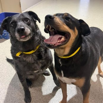 Creature Comforts - Pet Sitting Near Me - Longview, Texas