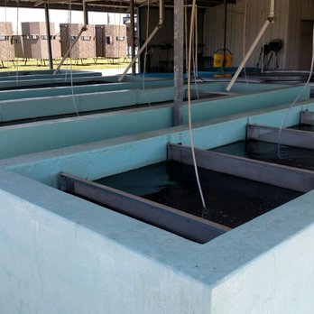 Pond King - Fish tanks for stocking ponds - Fishing Near Me - Gainesville, Texas Pond King - Fish tanks for stocking ponds - Fishing Near Me - Gainesville, Texas