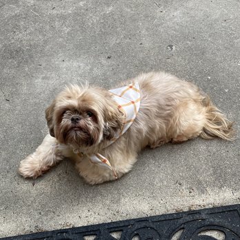 PetSmart - Cookie post bath and brush - Pet Groomers Near Me - San Diego, California