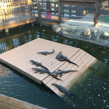 Smugglers Cove Adventure Golf - Feed the baby gators - Mini Golf Near Me - Bradenton, Florida