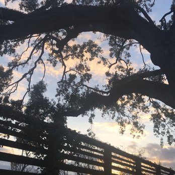 La Lucha - Beautiful sunset from the outdoor patio - Seafood Near Me - Houston, Texas