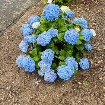Ruiz Landscaping - Landscaping Near Me