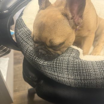 Dogs Rule Day Care & School - Worn out after a fulfilled day! - Pet Sitting Near Me - Memphis, Tennessee Dogs Rule Day Care & School - Worn out after a fulfilled day! - Pet Sitting Near Me - Memphis, Tennessee