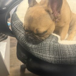 Dogs Rule Day Care & School