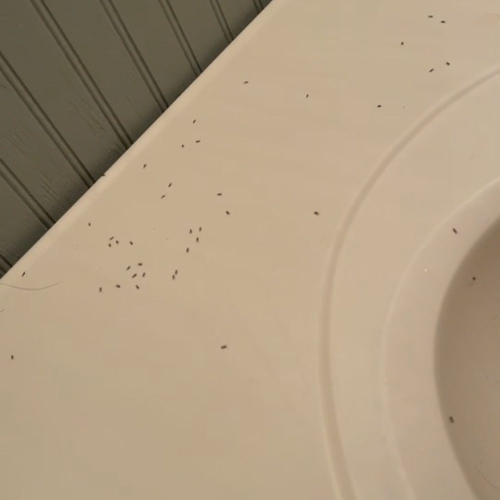 Hershey Motel - MORE ANTS - Hotels Near Me - Seaside Heights, New Jersey