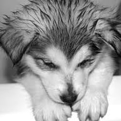 Kim's Pet Grooming