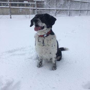 Kids with Paws - Pet Sitting Near Me - New Orleans , Louisiana