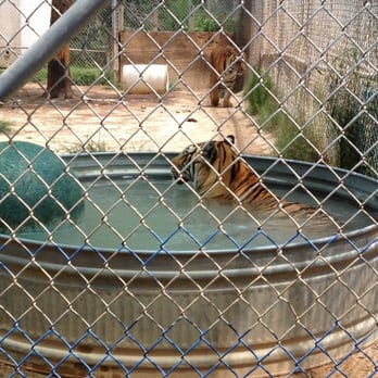 Yogie and Friends Special Needs Cats - Gomez and puttytat - Zoos Near Me - Frierson, Louisiana Yogie and Friends Special Needs Cats - Gomez and puttytat - Zoos Near Me - Frierson, Louisiana