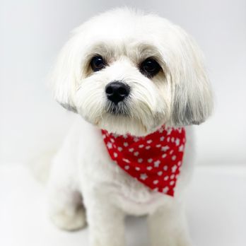 Blue Pooch - Pet Groomers Near Me - Los Angeles, California Blue Pooch - Pet Groomers Near Me - Los Angeles, California