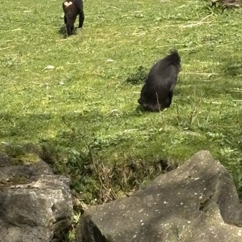 Dublin Zoo - Zoos Near Me - Dublin, D Dublin Zoo - Zoos Near Me - Dublin, D