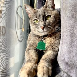 Pete's Billiards - The cat inside Pete's Billiards is really sweet!