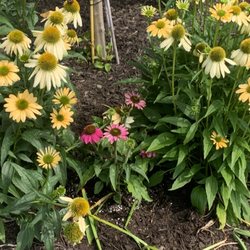 Redbud Native Plant Nursery - Purple Coneflower