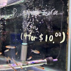 Amazing Aquarium - Good price!