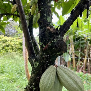 Ono Organic Farms - Fruits & Veggies Near Me - Hana, Hawaii