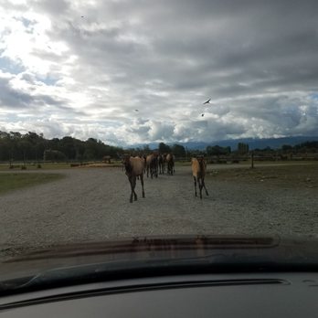 Olympic Game Farm - Zoos Near Me - Sequim, Washington