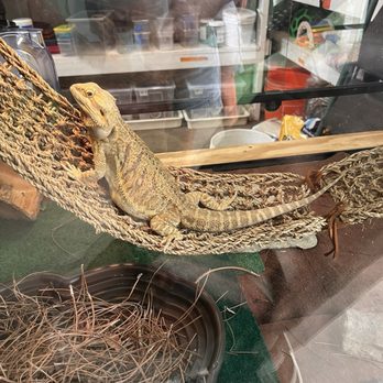 Little Red Wagon Native Nursery - Bearded Lizard - Gift Shops Near Me - Tampa, Florida
