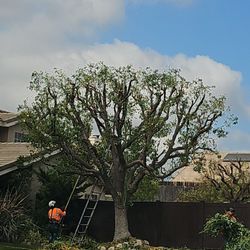 Luis’s Tree Service