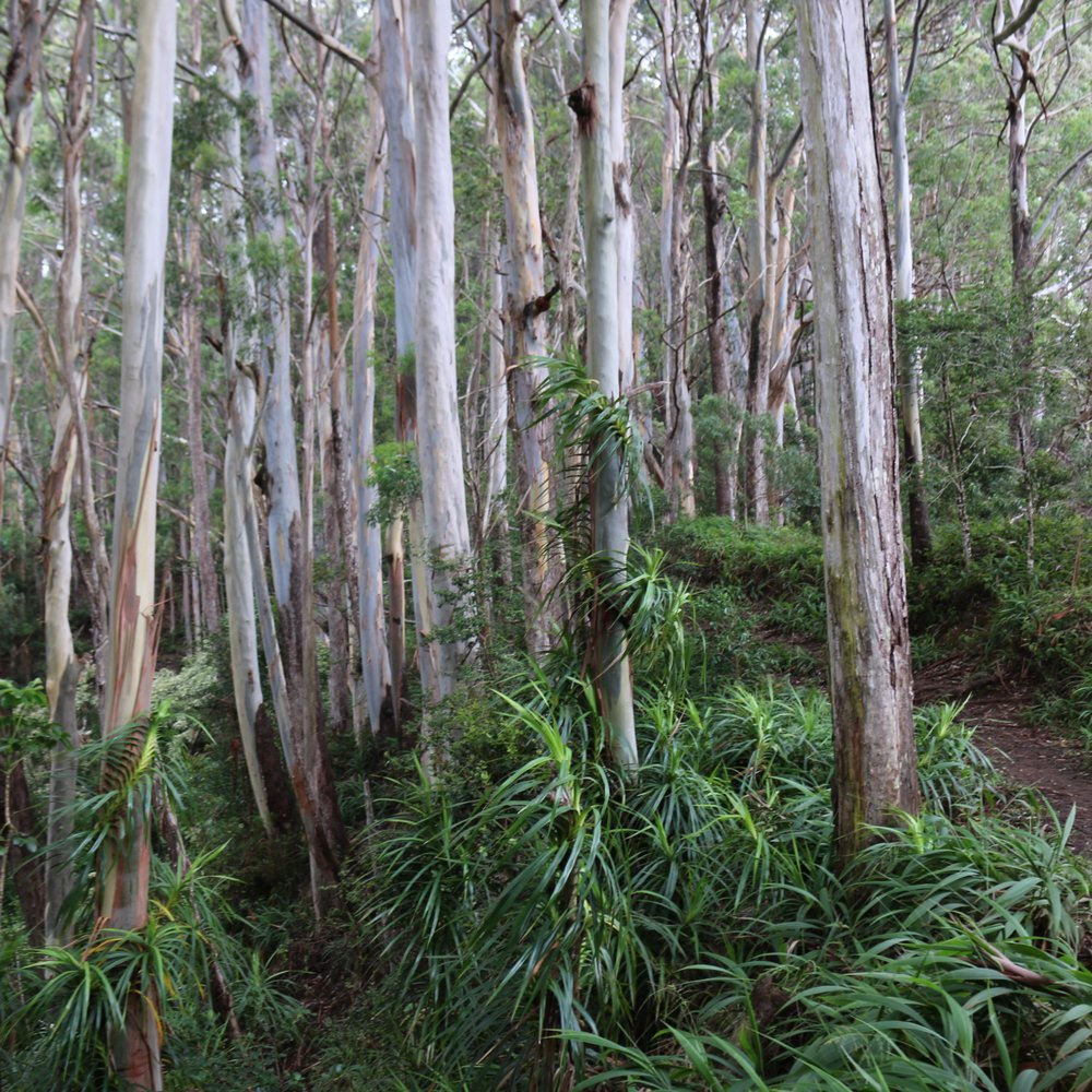 Aiea Loop Trail - Each portion of the trail offers different scenery - Hiking Near Me - Aiea, Hawaii