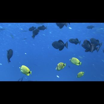 Island and You - Bus Tours Near Me - Honolulu, Hawaii