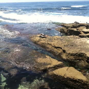 La Jolla Cove - The view of the seals were great! - Parks Near Me - La Jolla, California La Jolla Cove - The view of the seals were great! - Parks Near Me - La Jolla, California