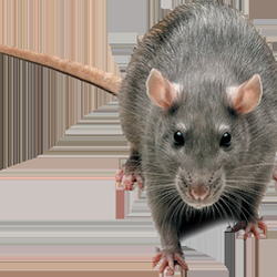 Rat Busters - Rat Removal And Trapping