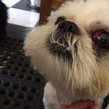 Unleashed Spa - Pet Groomers Near Me - New York, New York Unleashed Spa - Pet Groomers Near Me - New York, New York