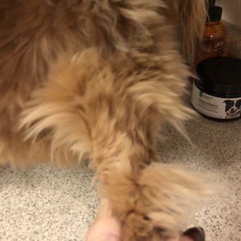 Dirty Dog - Shaved parts with random tufts surrounding it - Pet Groomers Near Me - Austin, Texas Dirty Dog - Shaved parts with random tufts surrounding it - Pet Groomers Near Me - Austin, Texas