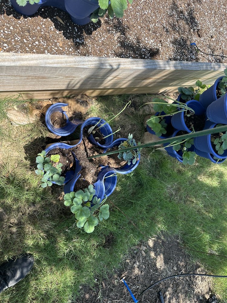 Texas Hill Country Trees - tree service in San Antonio, TX