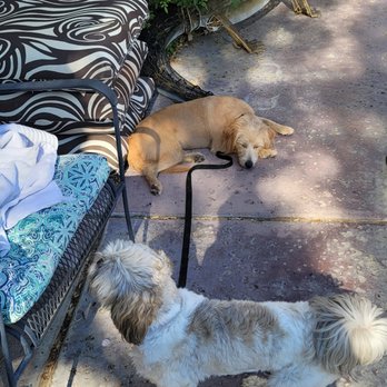 Kamp Kelly - Mabel taking a break in the shade - Pet Boarding Near Me - Desert Hot Springs, California