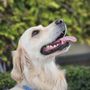 Saddle Brook Goldens