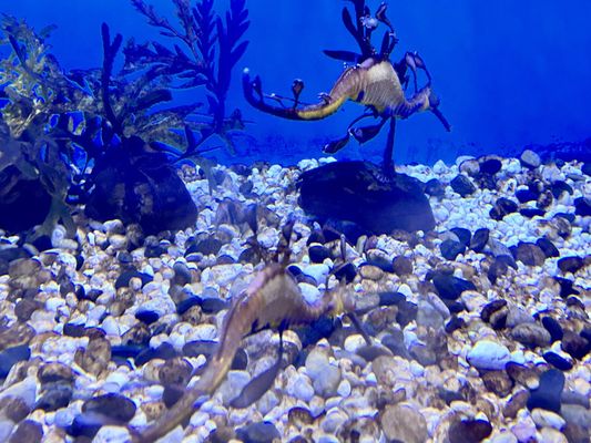 ABQ BioPark Aquarium by null