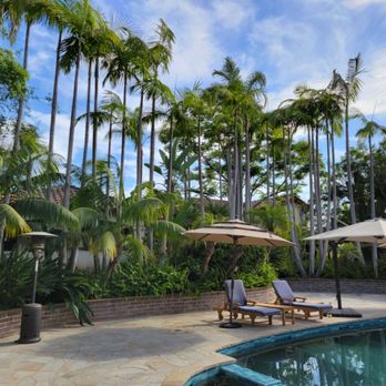 The Branch - Finished palm tree trimming - Tree Services Near Me - San Marcos, California The Branch - Finished palm tree trimming - Tree Services Near Me - San Marcos, California