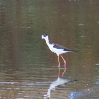 Birding with Sammy - Red-Legged Stilt - Walking Tours Near Me - Moorpark, California Birding with Sammy - Red-Legged Stilt - Walking Tours Near Me - Moorpark, California
