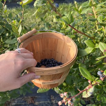Little Hill Berry Farm - Later in the season but don't let these smaller berries fool ya their so sweet! - Pick Your Own Farms Near Me - Northfield, Minnesota