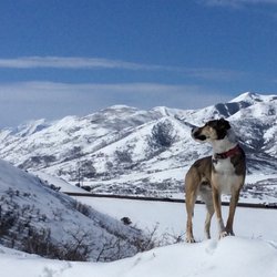 Elevated Dog Services