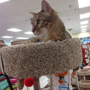 Petco - Piko loves to go shopping. - Pet Stores Near Me - South Burlington, Vermont Petco - Piko loves to go shopping. - Pet Stores Near Me - South Burlington, Vermont