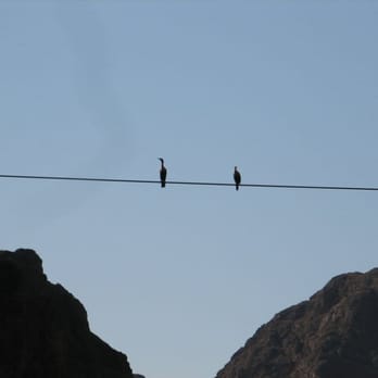 Evolution Expeditions - Cormorants chilling on the wire. - Rafting/Kayaking Near Me - Boulder City, Nevada