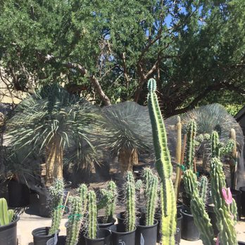 Bach's Cactus Nursery - Nurseries & Gardening Near Me - Tucson, Arizona