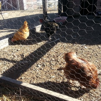 McCall Pumpkin Patch - Pumpkin Patches Near Me - Moriarty, New Mexico
