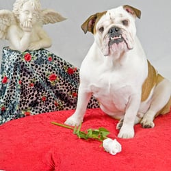 PhotosByFeist - PhotosByFeist offers fun, themed photo events to benefit rescue as well as a full line of pro photo services.