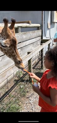 Aloha Safari Park by null