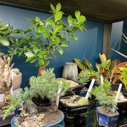 Datura Home 9+CO