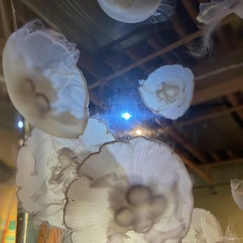 Seattle Aquarium - Jelly fish were magical - Aquariums Near Me - Seattle, Washington