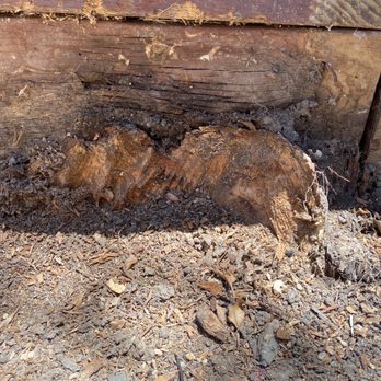 Kelly's Stump Removal - Horrible job by Kelly's Stump Removal that left me quarter stump and hided with stump grindings we discovered later on. - Tree Services Near Me - Sunnyvale, California