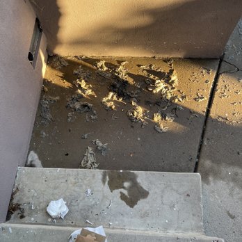 Discount Plumbing Rooter - A whole lot of paper towels. Never flush it. Watch your kids and sick parents. - Plumbing Near Me - San Diego, California