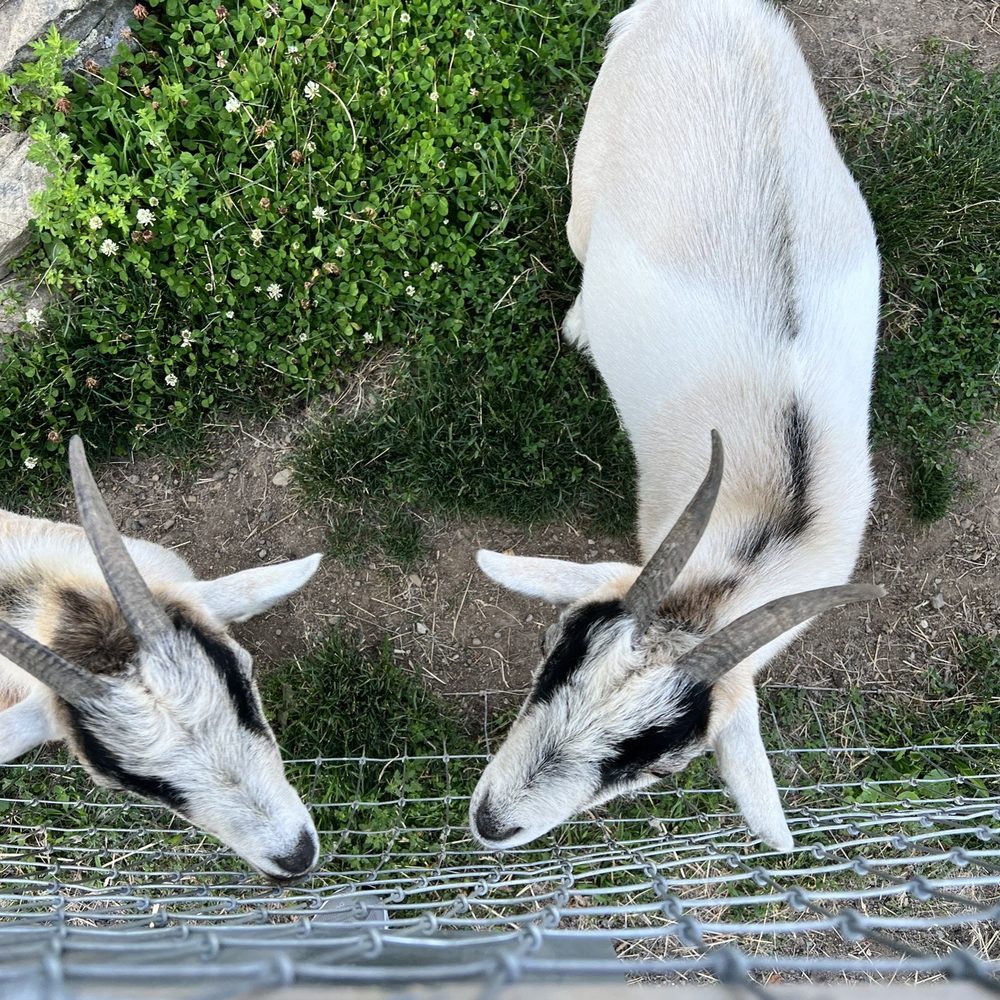 Andersen Farms - Twins! - Farms Near Me - Sparta, New Jersey