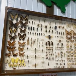 Huntsville State Park - Insects