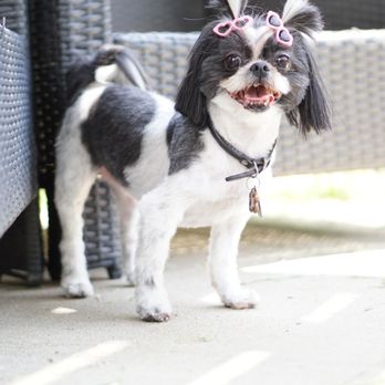 My Puppy Parlor - Moo - Pet Groomers Near Me - Madison, Tennessee