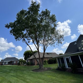 Tony & Shelly's Tree Service - River Birch after trimmed up. - Tree Services Near Me - Advance, North Carolina Tony & Shelly's Tree Service - River Birch after trimmed up. - Tree Services Near Me - Advance, North Carolina